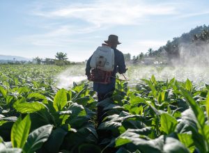 Farmer carry spraying engine on back and spray pesticide mixed with water on tobacco tree
