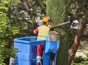 Gardener pruning a cypress on a crane. Seasonal trees maintenance