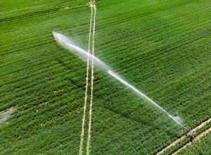 Aerial view of Rain Gun Sprinklers Irrigation System Watering Wheat Field