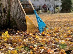two-rakes-leaning-against-a-tree-in-the-backyard-i-2024-11-30-15-08-18-utc